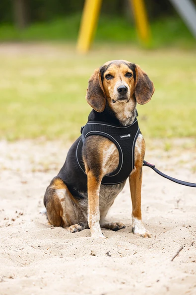 Beeztees Köpek Göğüs Tasması, Neopren, Siyah, M, 41-46cm - Resim 4