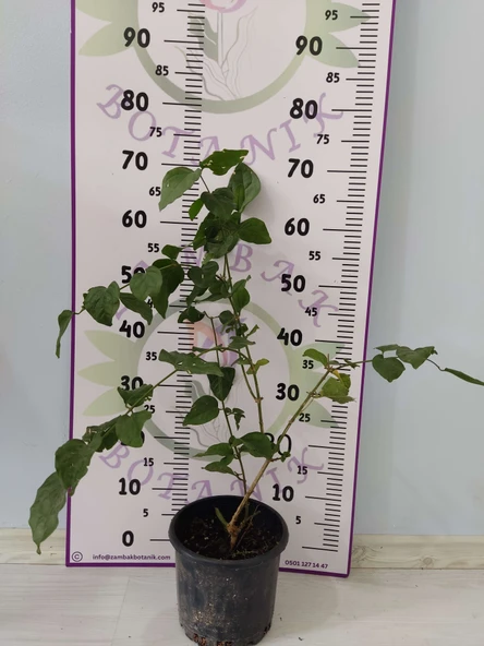 Küçük boy Güzel Kokulu Katmersiz Yasemin (Jasminum Sambac) - 3