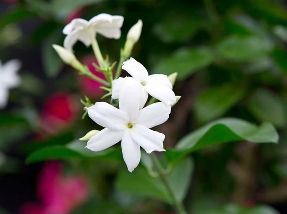 Küçük boy Güzel Kokulu Katmersiz Yasemin (Jasminum Sambac)