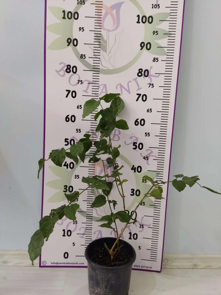 Küçük boy Güzel Kokulu Katmersiz Yasemin (Jasminum Sambac) - 2
