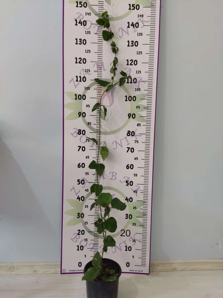 Büyük boy Güzel Kokulu Katmersiz Yasemin (Jasminum Sambac) - - 2