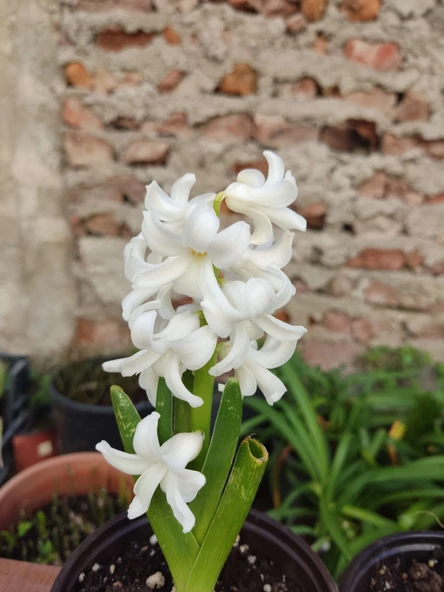 2 Adet mis Kokulu  Ortak Hyacint (Hyacinthus orientalis) - (2 Adet) - 2