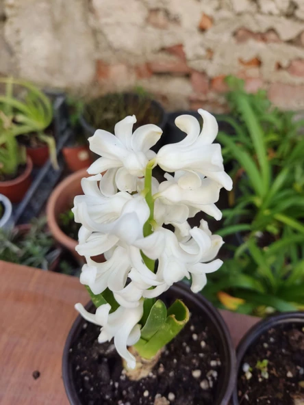 2 Adet mis Kokulu  Ortak Hyacint (Hyacinthus orientalis) - (2 Adet) - 3