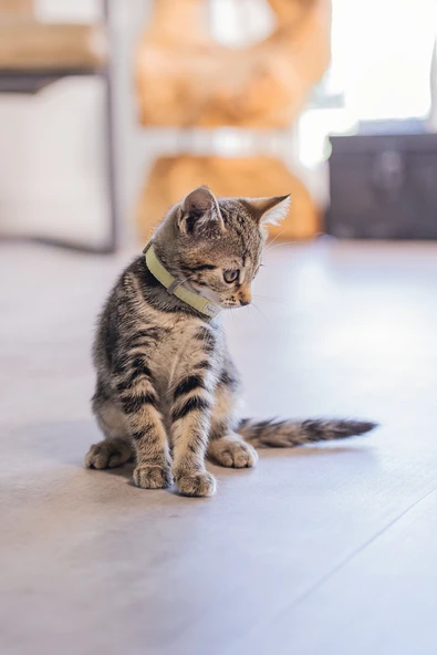 Beeztees Yavru Kedi Boyun Tasması, Bebek Sarı, 18-23cm - Resim 2