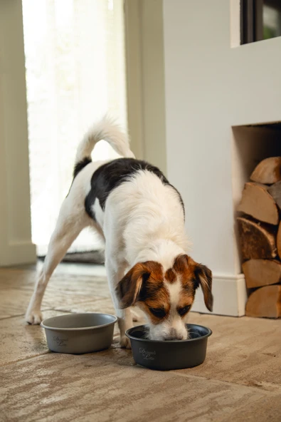 Beeztees DBL Köpek Mama Su Kabı, Mat Siyah Paslanmaz Çelik, 16cm, 940ml - Resim 3