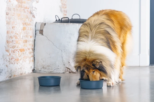 Beeztees DBL Köpek Mama Su Kabı, Mat Siyah Paslanmaz Çelik, 20cm, 1,9L - Resim 12