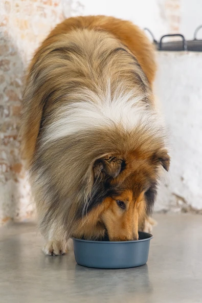 Beeztees DBL Köpek Mama Su Kabı, Mat Siyah Paslanmaz Çelik, 20cm, 1,9L - Resim 2