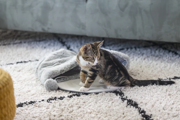 Beeztees Yavru Kedi Oyun Yatağı, Oyuncaklı, 50x40x15cm - Resim 5