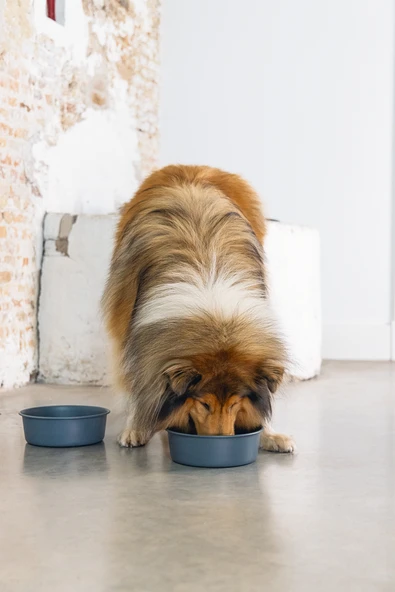 Beeztees DBL Köpek Mama Su Kabı, Mat Siyah Paslanmaz Çelik, 20cm, 1,9L - Resim 7