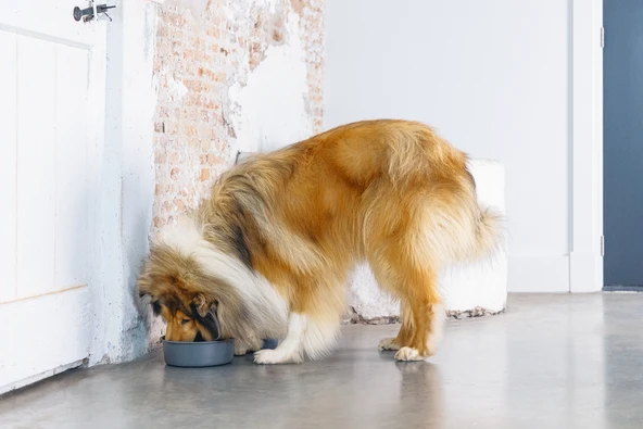 Beeztees DBL Köpek Mama Su Kabı, Mat Siyah Paslanmaz Çelik, 20cm, 1,9L - Resim 3