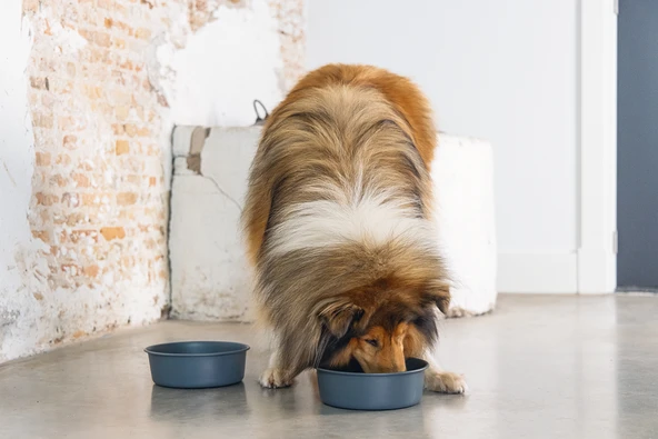 Beeztees DBL Köpek Mama Su Kabı, Mat Siyah Paslanmaz Çelik, 20cm, 1,9L - Resim 5