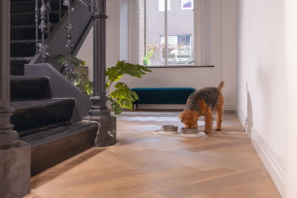 Beeztees DBL Mama Su Kabı Servisi, Silikon, Kaymaz, Bej, 55x30x1,7cm - Resim 8