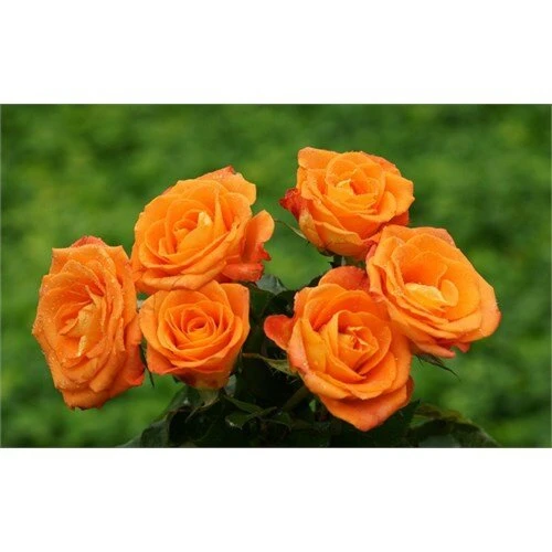 Aşılı Gül Fidanı Kayısı Renkli 10-20 cm - Resim 2