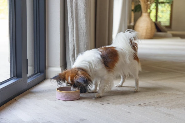 Beeztees DBL Köpek Mama Su Kabı, Seramik, Pembe, 13,5cm, 500ml - Resim 2