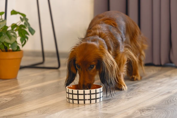 Beeztees Köpek Mama Su Kabı, Seramik, Kiremit Beyaz, 13,5cm, 500ml - Resim 2