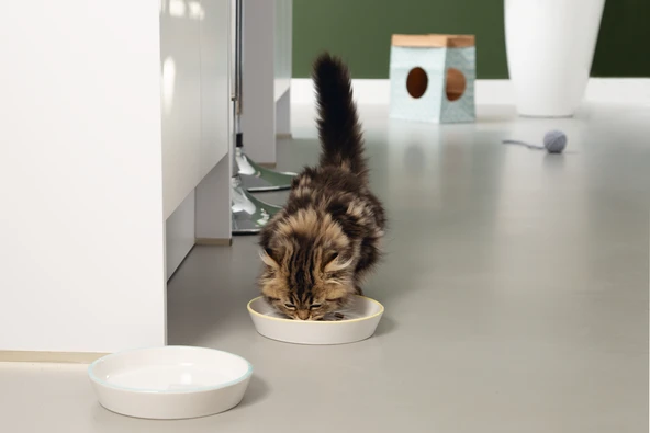 Beeztees Yavru Kedi Mama Su Kabı, Seramik, Gri Sarı, 17,5cmx3,5cm - Resim 2