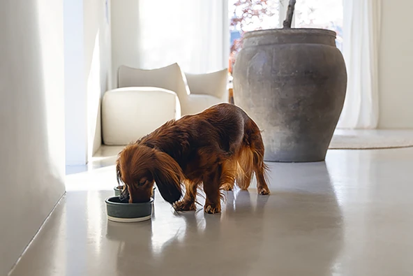 Beeztees DBL Köpek Mama Su Kabı, Seramik, Mat Yeşil, 13cm, 160ml - Resim 3