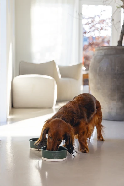 Beeztees DBL Köpek Mama Su Kabı, Seramik, Mat Yeşil, 13cm, 160ml - Resim 2