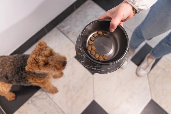 Beeztees DBL Köpek Mama Su Kabı, Mat Siyah Paslanmaz Çelik, Siyah Mermer Görünümlü, 17,5cm, 350ml - Resim 2