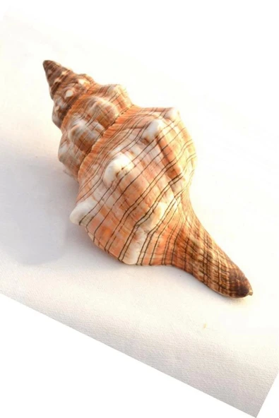 Büyük Boy Deniz Kabuğu Horse Conch 10HC - 4