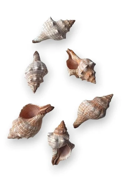 Büyük Boy Deniz Kabuğu Horse Conch 10HC - 2