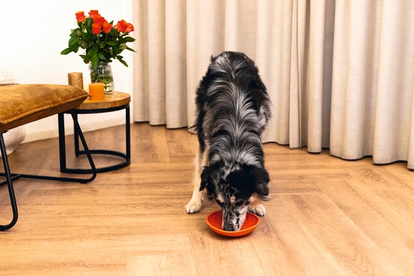 Beeztees Yavru Köpek Mama Yeme Oyuncağı, Silikon, Kırmızı, 19cm - Resim 7