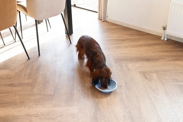 Beeztees Yavru Köpek Mama Yeme Oyuncağı, Silikon, Açık Mavi, 19cm - Resim 7