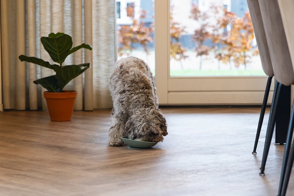 Beeztees Yavru Köpek Mama Yeme Oyuncağı, Silikon, Yeşil, 19cm - Resim 7