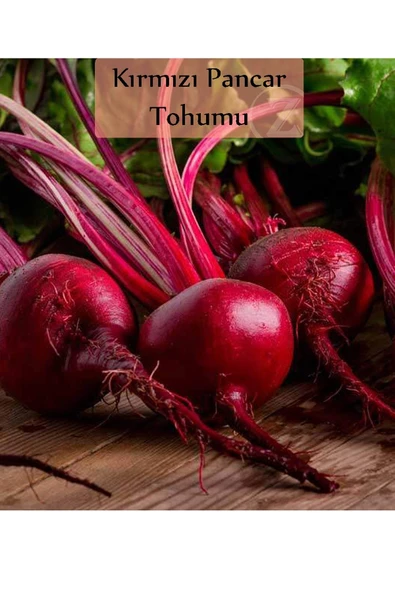Kırmızı Pancar Tohumu 1 Paket Pancar Tohumu Kapalı Paket Yüksek Verimli Tohum - Resim 2