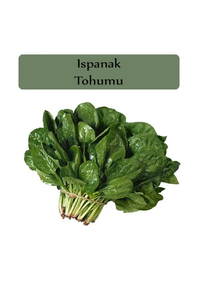 Ispanak Tohumu 1 Paket Matador Ispanak Tohumu Kapalı Paket Yüksek Verimli Tohum