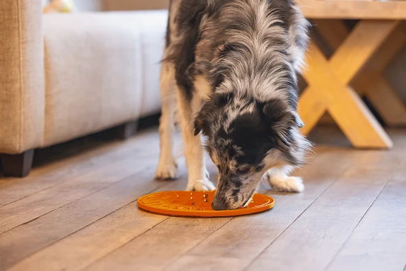 Beeztees Yavru Köpek Mama Yeme Oyuncağı, Daire Şeklinde, Silikon, Turuncu, 30cm - Resim 3