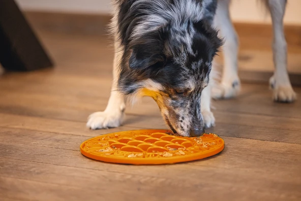 Beeztees Yavru Köpek Mama Yeme Oyuncağı, Daire Şeklinde, Silikon, Turuncu, 30cm - Resim 6