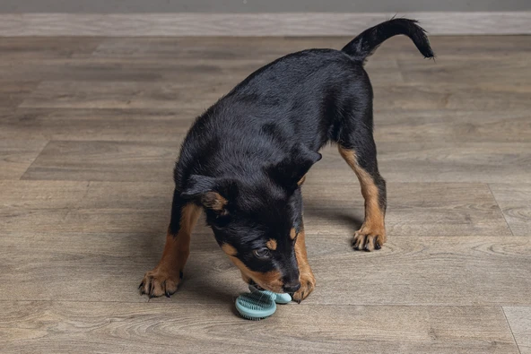 Beeztees Yavru Köpek Oyuncağı, Diş Kaşıma, Kauçuk, Yeşil, 9,5x5,5x2cm - Resim 3