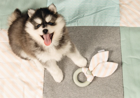 Beeztees Yavru Köpek Diş Oyuncağı, İçi Dolu Halka ve Kumaş, Kauçuk, Yeşil, 8,5cm - Resim 2