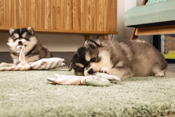 Beeztees Yavru Köpek Diş Oyuncağı, İçi Dolu Halka ve Kumaş, Kauçuk, Yeşil, 8,5cm - Resim 3