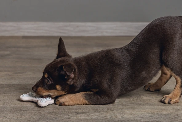 Beeztees Yavru Köpek Diş Oyuncağı, İçi Dolu Halka, Kauçuk, Pembe, 10cm - Resim 4