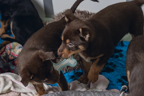 Beeztees Yavru Köpek Diş Oyuncağı, İçi Dolu Halka, Kauçuk, Yeşil, 10cm - Resim 4