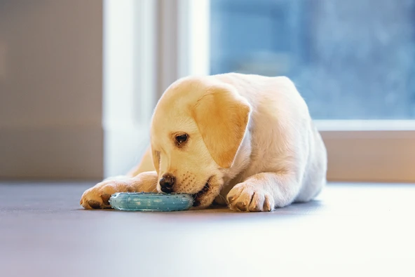 Beeztees Yavru Köpek Oyuncağı, Diş Kaşıma için Soğutulabilir, TPR, Mavi, 10x10x2,3cm - Resim 2