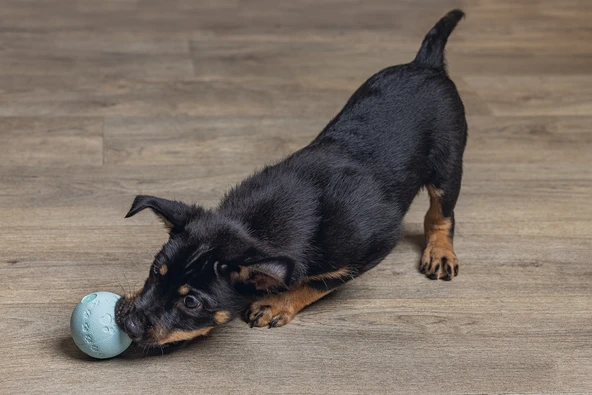 Beeztees Yavru Köpek Oyuncağı, Top, Kauçuk, Yeşil, 6cm - Resim 2