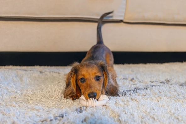 Beeztees Yavru Köpek Diş Oyuncağı, İçi Dolu Halka, Kauçuk, Pembe, 8cm - Resim 2