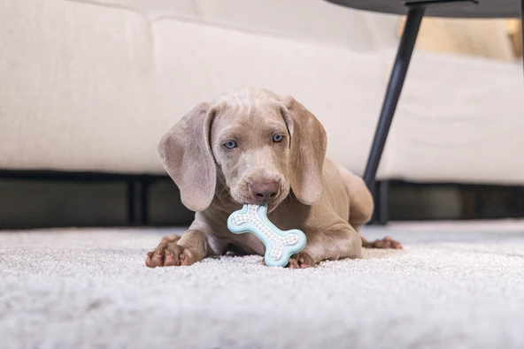 Beeztees Yavru Köpek Diş Oyuncağı, İçi Dolu Halka, Kauçuk, Yeşil, 10cm - Resim 2