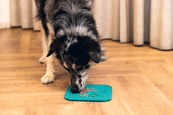 Beeztees Yavru Köpek Yaş Mama Yeme Oyuncağı, Kare Şeklinde, Silikon, Yeşil, 20x20cm - Resim 2