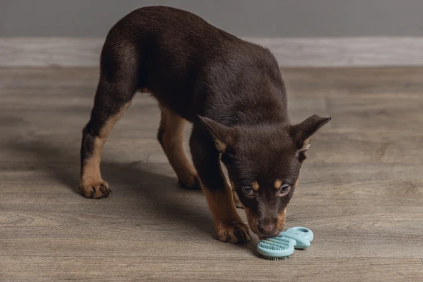 Beeztees Yavru Köpek Oyuncağı, Diş Kaşıma, Kauçuk, Yeşil, 9,5x5,5x2cm - Resim 4