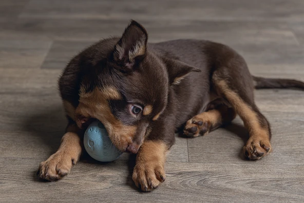 Beeztees Yavru Köpek Oyuncağı, Top, Kauçuk, Yeşil, 6cm - Resim 3