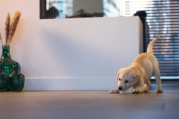 Beeztees Yavru Köpek Diş Oyuncağı, İçi Dolu Halka, Kauçuk, Pembe, 10cm - Resim 7