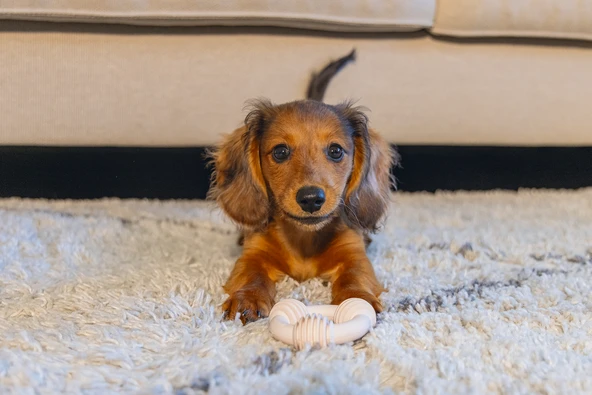 Beeztees Yavru Köpek Diş Oyuncağı, İçi Dolu Halka, Kauçuk, Pembe, 8cm - Resim 3