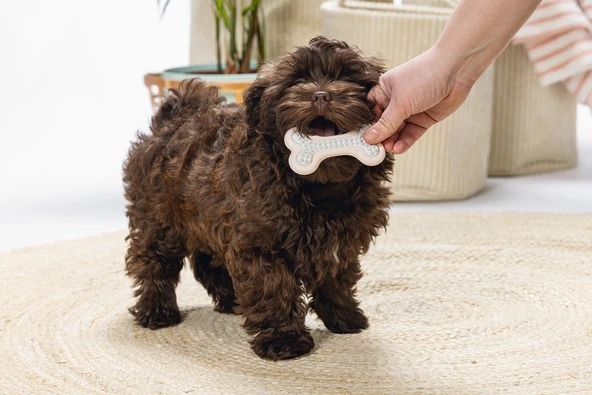 Beeztees Yavru Köpek Diş Oyuncağı, İçi Dolu Halka, Kauçuk, Pembe, 10cm - Resim 2