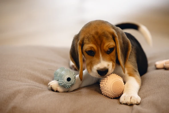 Beeztees Yavru Köpek Oyuncağı, Diş Kaşıma ve Masaj Dambıl, Kauçuk, Yeşil, 9cm - Resim 2