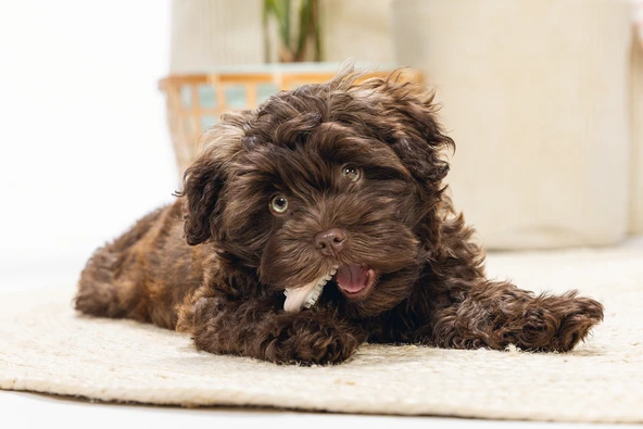 Beeztees Yavru Köpek Diş Oyuncağı, İçi Dolu Halka, Kauçuk, Pembe, 10cm - Resim 3