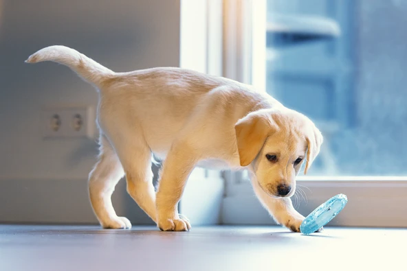 Beeztees Yavru Köpek Oyuncağı, Diş Kaşıma için Soğutulabilir, TPR, Mavi, 10x10x2,3cm - Resim 3